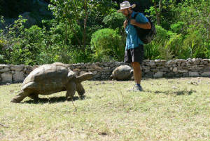giant-tortoise.jpg